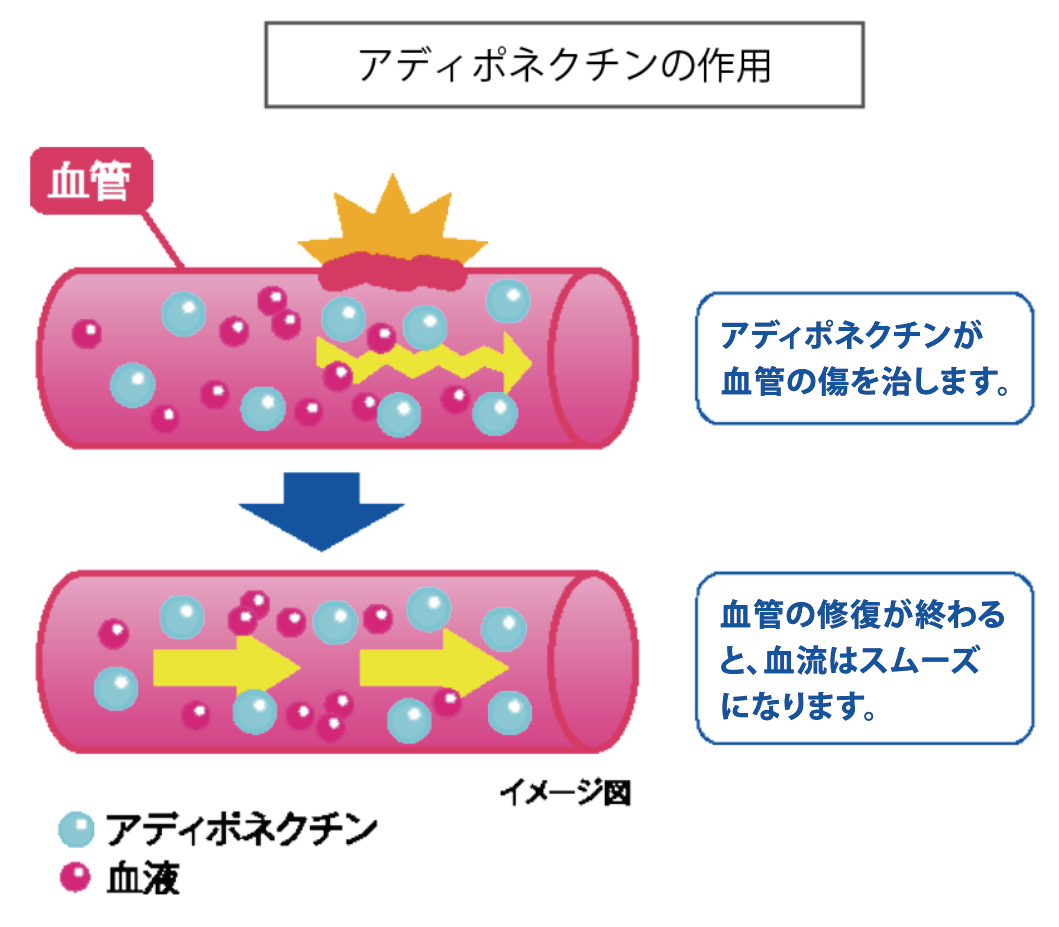 アルベリーモリフターの作用に関する図解