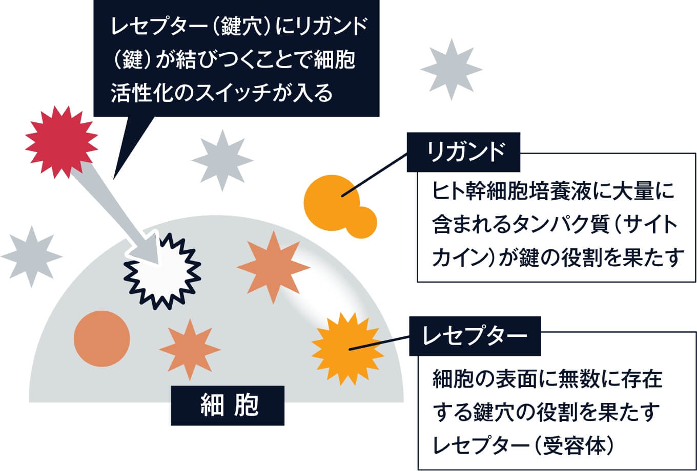 幹細胞培養液に関する図解