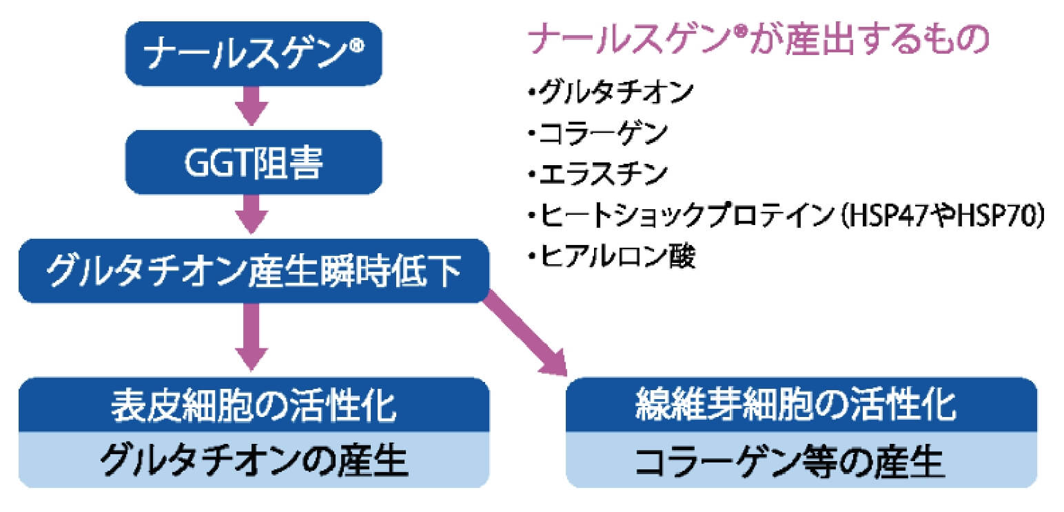 養毛成分の作用に関する図解