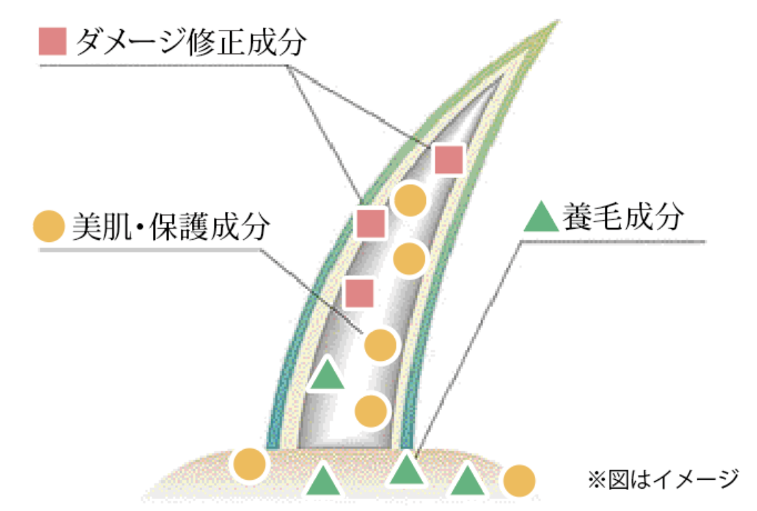 毛髪の保護・補修に関する図解